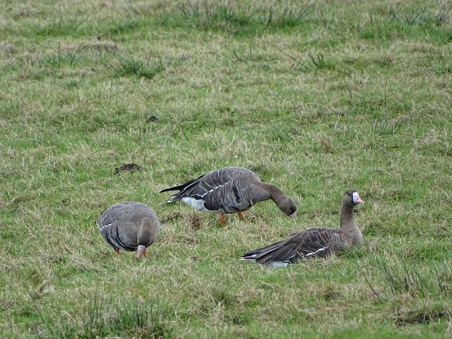 他卻用精湛 他卻用精湛